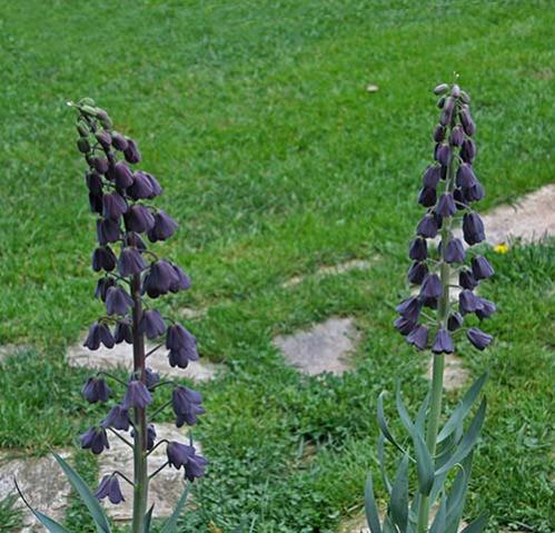 Name:  IMG_6374.jpg
Views: 1126
Size:  51.7 KB