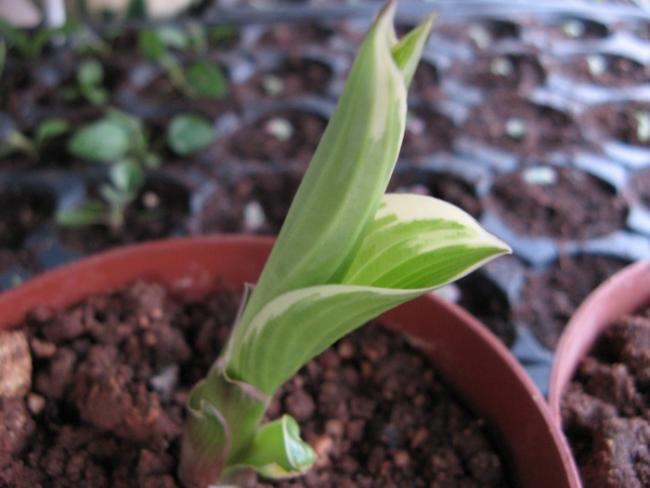 Name:  hosta.jpg
Views: 604
Size:  34.9 KB