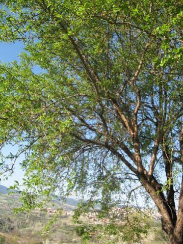 Name:  badem.jpg
Views: 3309
Size:  57.5 KB