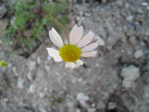 Name:  tek papatya.JPG
Views: 4104
Size:  27.4 KB