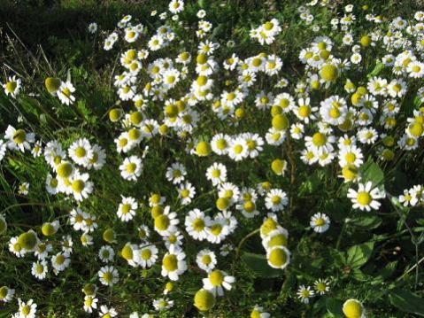 Name:  papatya.jpg
Views: 3662
Size:  53.3 KB