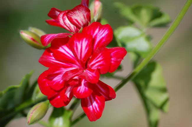 Name:  DSC_0062.jpg
Views: 1685
Size:  30.5 KB