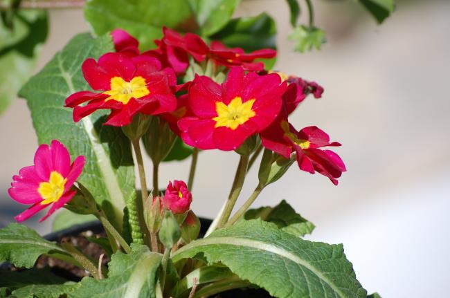 Name:  DSC_0063.jpg
Views: 1659
Size:  38.8 KB