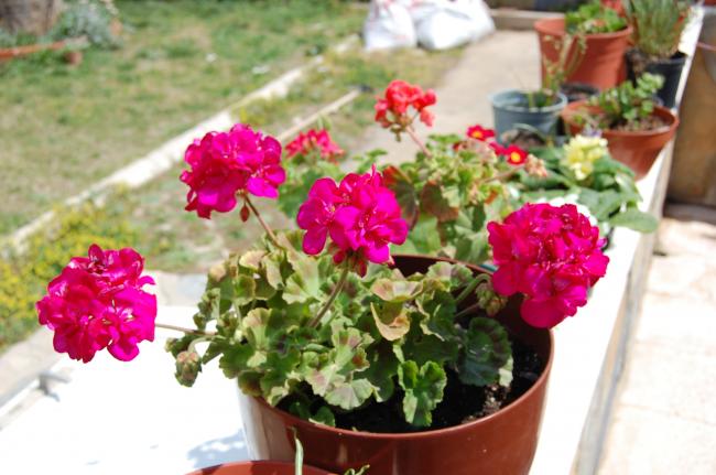 Name:  DSC_0074.jpg
Views: 1608
Size:  45.6 KB