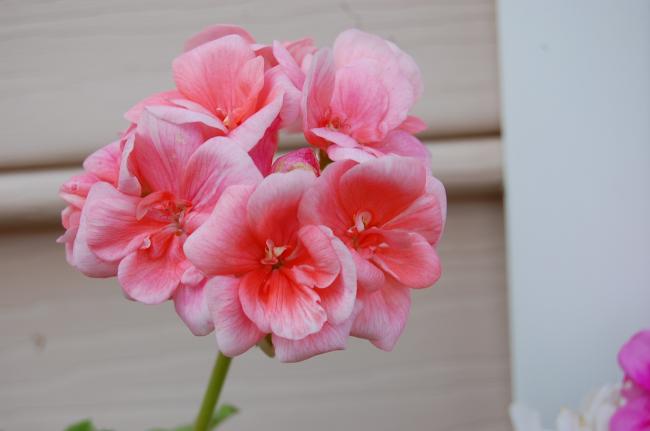 Name:  DSC_0089.jpg
Views: 1576
Size:  23.2 KB