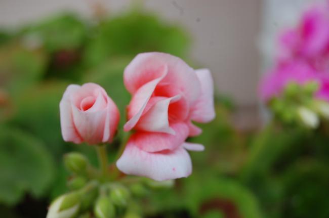 Name:  DSC_0090.jpg
Views: 1592
Size:  19.2 KB