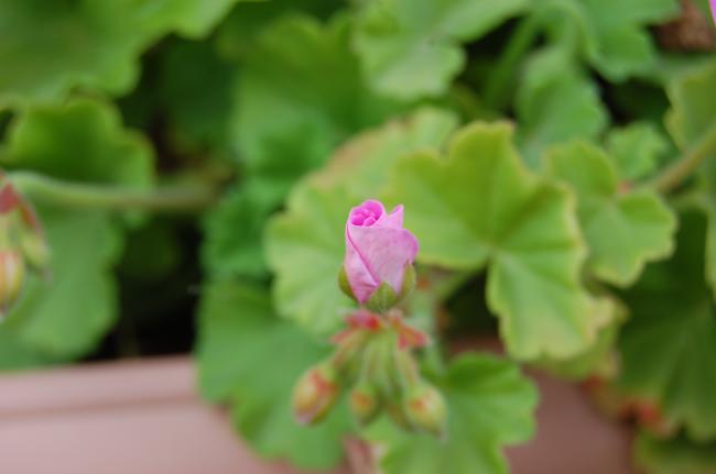 Name:  DSC_0093.jpg
Views: 1549
Size:  20.7 KB