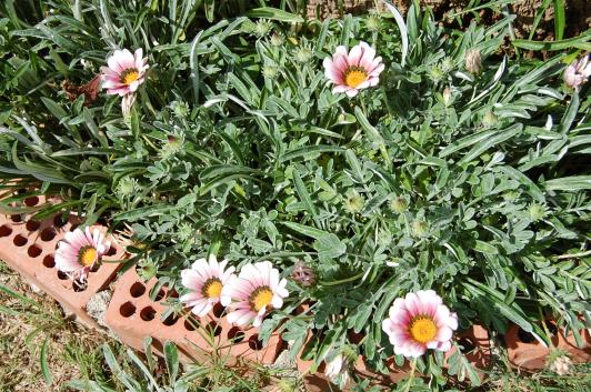 Name:  DSC_0116.jpg
Views: 1604
Size:  73.9 KB