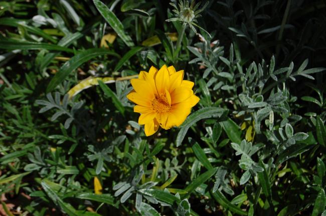 Name:  DSC_0117.jpg
Views: 1638
Size:  54.0 KB