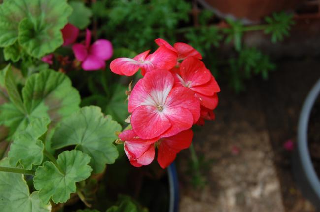 Name:  DSC_0121.jpg
Views: 1575
Size:  30.6 KB