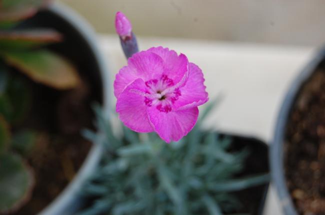 Name:  DSC_0147.jpg
Views: 1529
Size:  21.3 KB