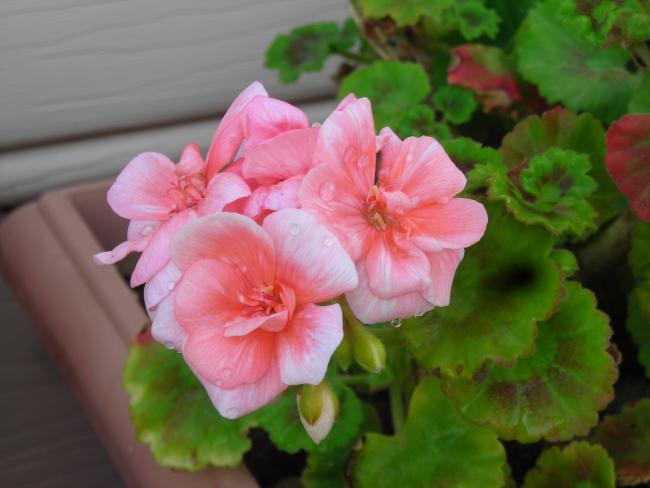 Name:  DSCN1530.jpg
Views: 1497
Size:  34.4 KB