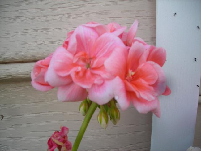 Name:  DSCN1531.jpg
Views: 1548
Size:  31.6 KB