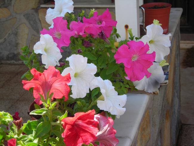 Name:  DSCN1551.jpg
Views: 1610
Size:  47.3 KB