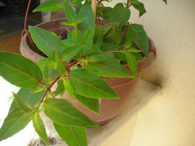 Name:  DSCN1552.jpg
Views: 2019
Size:  35.9 KB
