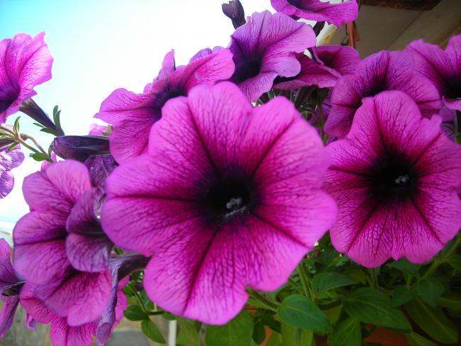Name:  DSCN1573.jpg
Views: 1434
Size:  52.0 KB