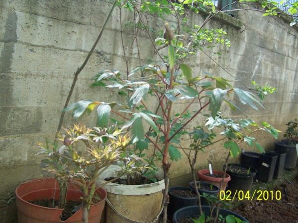 Name:  patlamaya hazr akayklar.jpg
Views: 1485
Size:  55.4 KB
