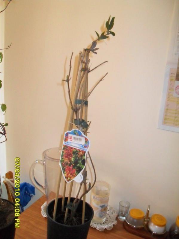 Name:  SDC12245.jpg
Views: 855
Size:  38.6 KB