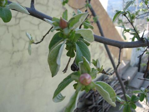 Name:  ayva tomurcuk.JPG
Views: 3469
Size:  33.8 KB