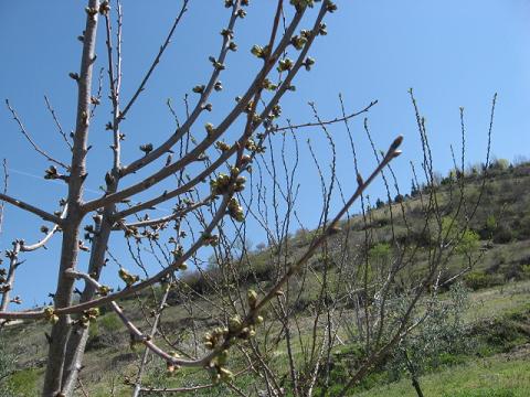 Name:  kirazlar amaya hazrlanyor.JPG
Views: 3185
Size:  51.7 KB