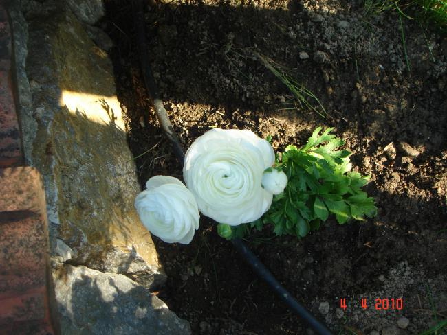 Name:  DSC09362.jpg
Views: 865
Size:  62.7 KB