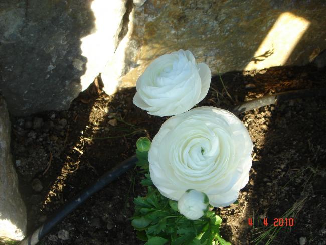 Name:  DSC09363.jpg
Views: 866
Size:  49.5 KB