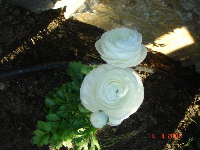 Name:  DSC09364.jpg
Views: 868
Size:  51.4 KB