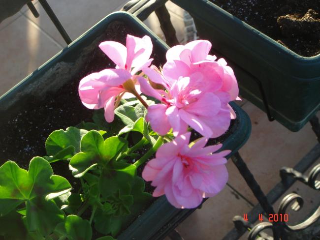 Name:  DSC09415.jpg
Views: 840
Size:  45.2 KB