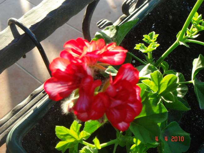 Name:  DSC09416.jpg
Views: 824
Size:  53.1 KB
