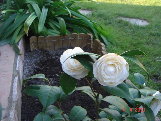 Name:  DSC09454.jpg
Views: 793
Size:  51.0 KB