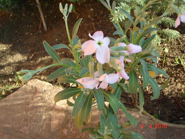 Name:  DSC09342.jpg
Views: 1016
Size:  62.5 KB