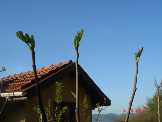 Name:  DSC09401.jpg
Views: 907
Size:  28.4 KB