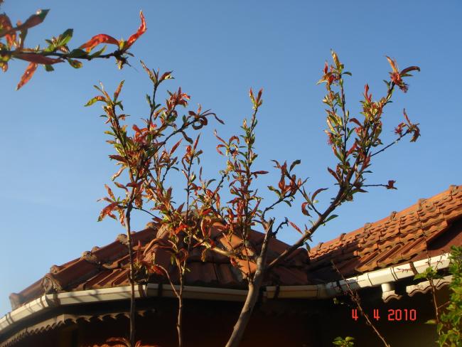 Name:  DSC09405.jpg
Views: 1156
Size:  52.9 KB