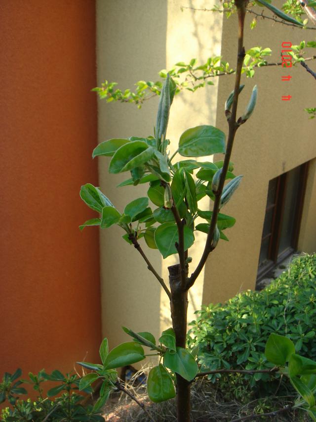 Name:  DSC09407.jpg
Views: 908
Size:  70.3 KB