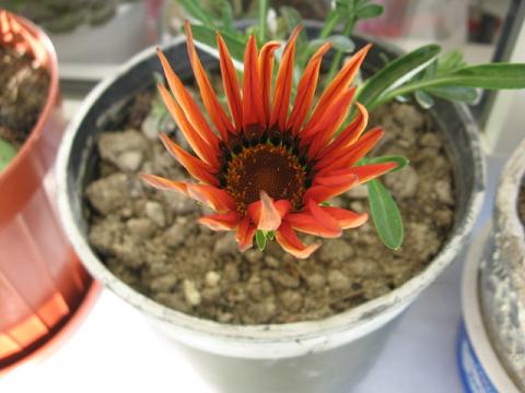 Name:  gazanya.JPG
Views: 3057
Size:  36.5 KB