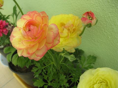 Name:  erengl.JPG
Views: 3508
Size:  32.2 KB