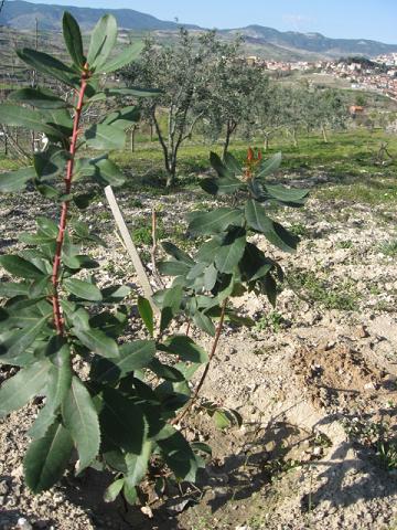 Name:  ilek aac.JPG
Views: 4315
Size:  64.4 KB