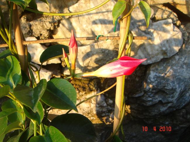 Name:  DSC09500.jpg
Views: 1083
Size:  59.1 KB