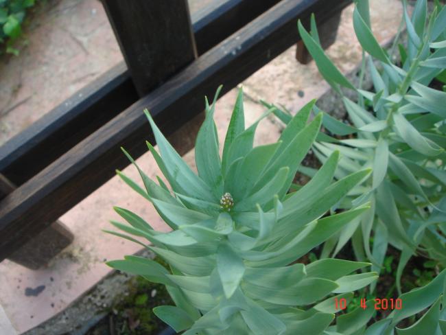 Name:  DSC09513.jpg
Views: 1047
Size:  42.8 KB