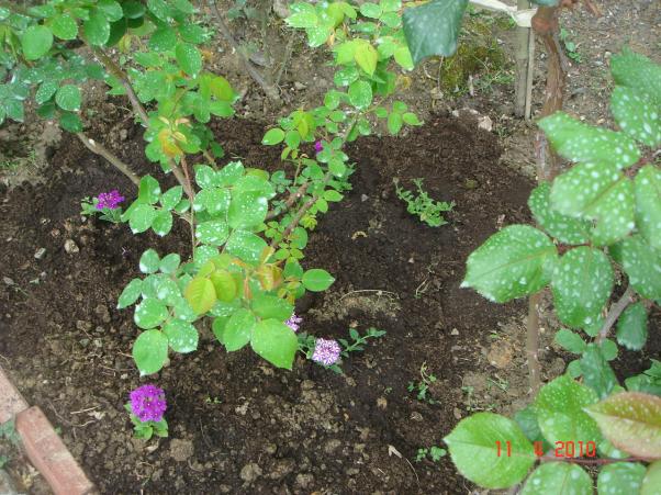 Name:  DSC09528.jpg
Views: 1852
Size:  71.6 KB