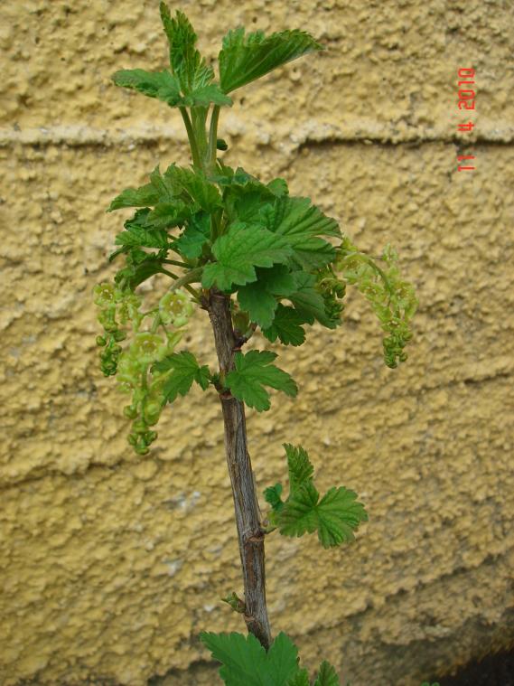 Name:  DSC09554.jpg
Views: 1857
Size:  74.6 KB
