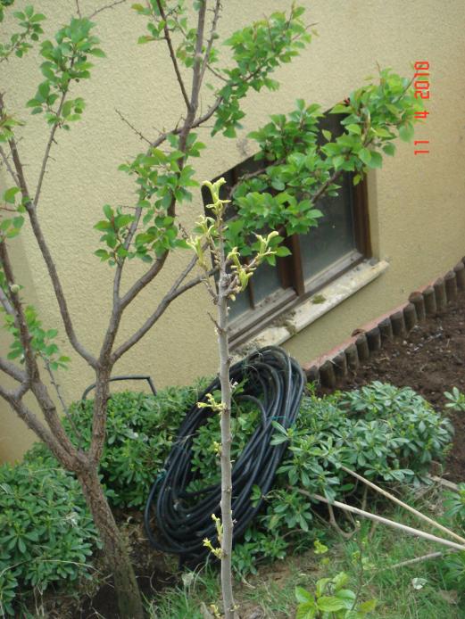 Name:  DSC09566.jpg
Views: 2162
Size:  75.3 KB