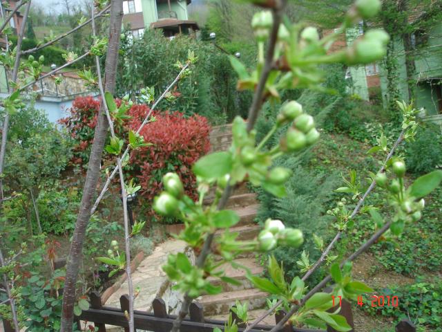 Name:  DSC09570.jpg
Views: 1810
Size:  72.1 KB