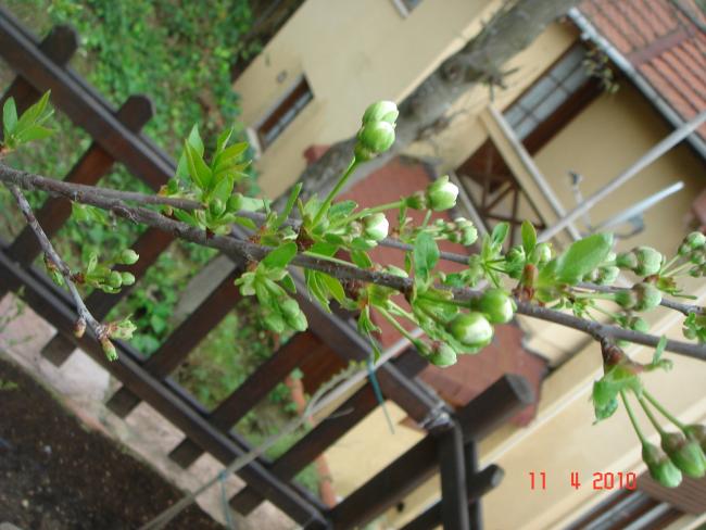 Name:  DSC09571.jpg
Views: 1778
Size:  49.9 KB