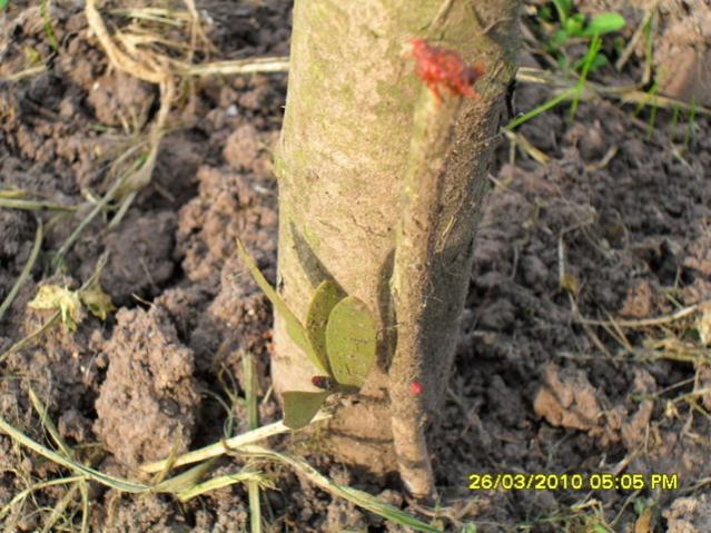 Name:  SDC11903.jpg
Views: 895
Size:  64.0 KB