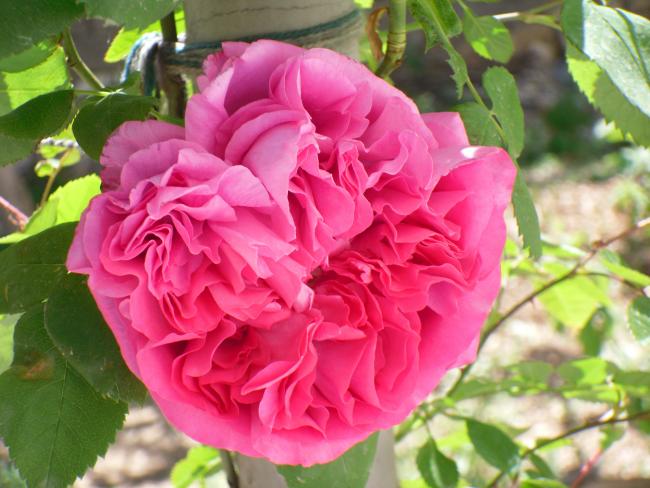 Name:  SDC10179 copy.jpg
Views: 1421
Size:  50.5 KB