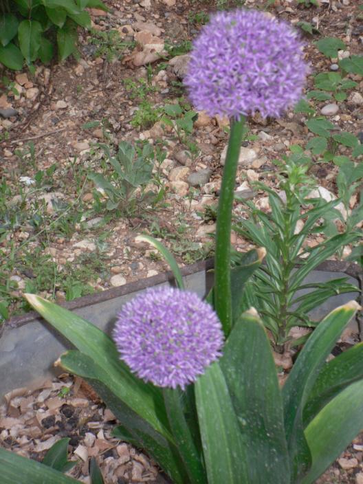 Name:  SDC10193 copy.jpg
Views: 1403
Size:  74.6 KB