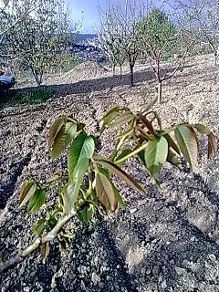 Name:  16 nisan ceviz.JPG
Views: 2302
Size:  46.0 KB