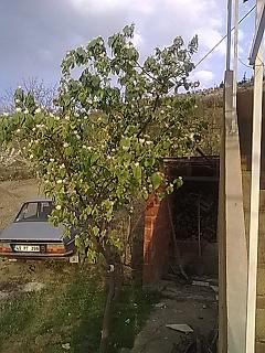 Name:  16 nisan ayva.JPG
Views: 2285
Size:  30.2 KB