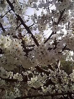 Name:  16 nisan 3.JPG
Views: 2275
Size:  40.3 KB